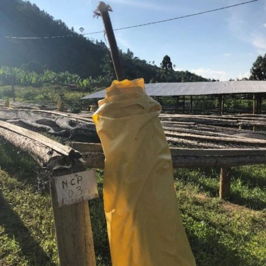 Rwanda, Kinini Natural - Anonymous Coffee